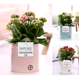 Kalanchoe mix in P&PURE zinc pot Louise 4 ass.