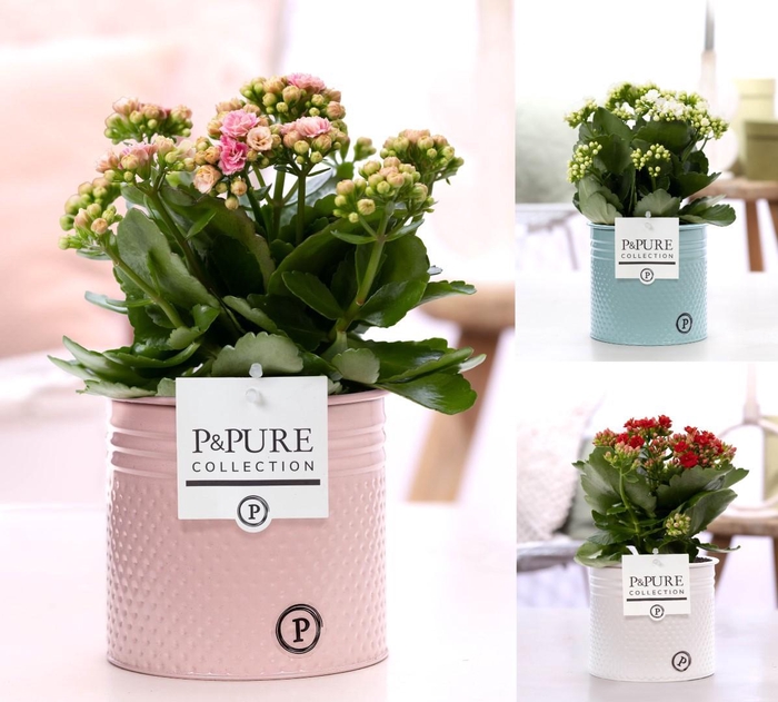 <h4>Kalanchoe mix in P&PURE zinc pot Louise 4 ass.</h4>