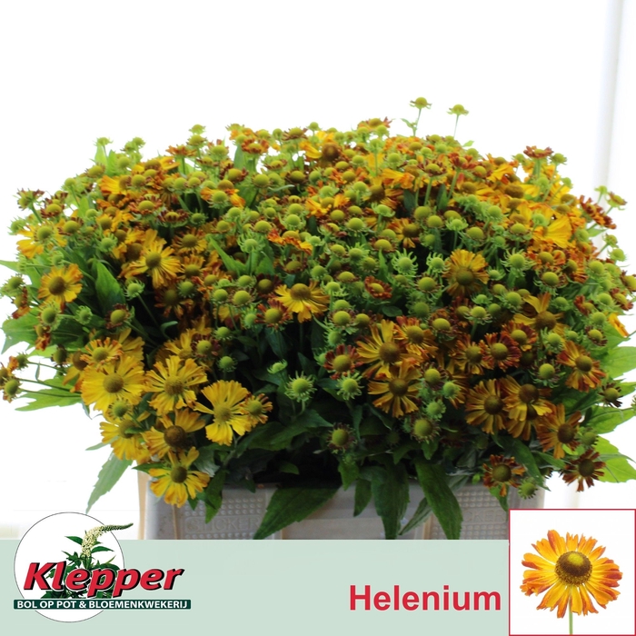 <h4>HELEN ORANGE BEAUTY</h4>