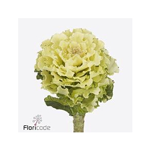 Brassica white lady