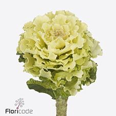 <h4>Brassica white lady</h4>