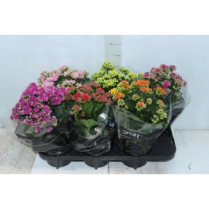 KALANCHOE DOBRADO P15