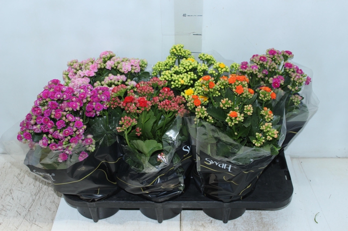 <h4>KALANCHOE DOBRADO P15</h4>