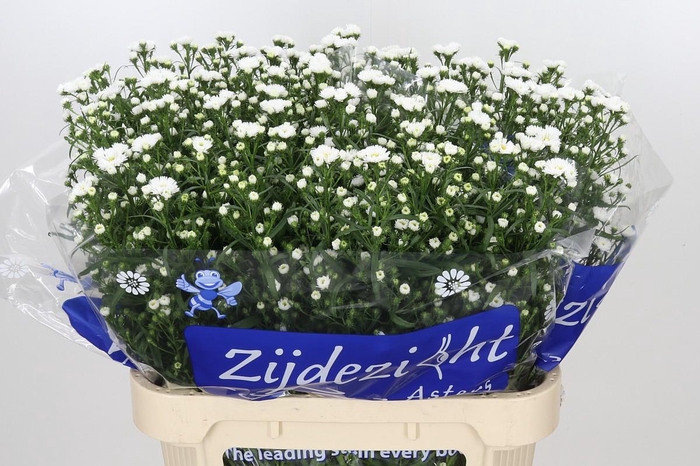 <h4>Aster Cassy</h4>