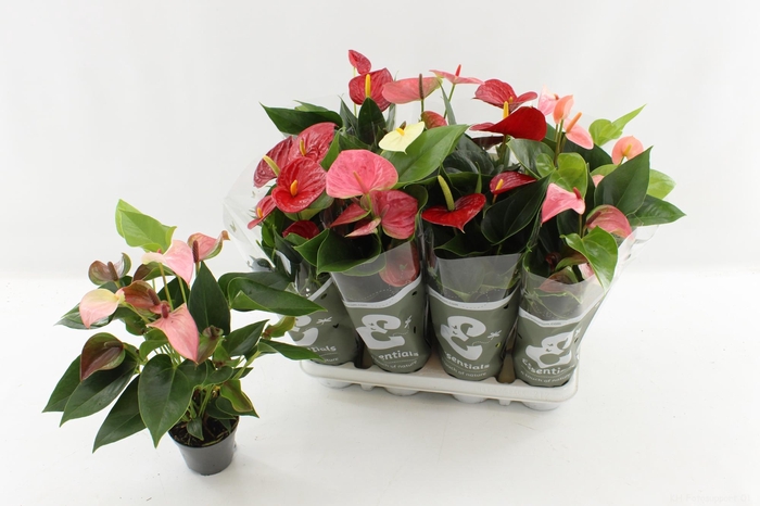 <h4>ANTHU AN GEM 4 KL</h4>