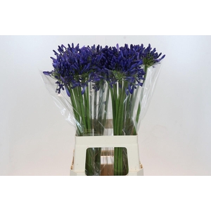 Agapanthus Intermedius