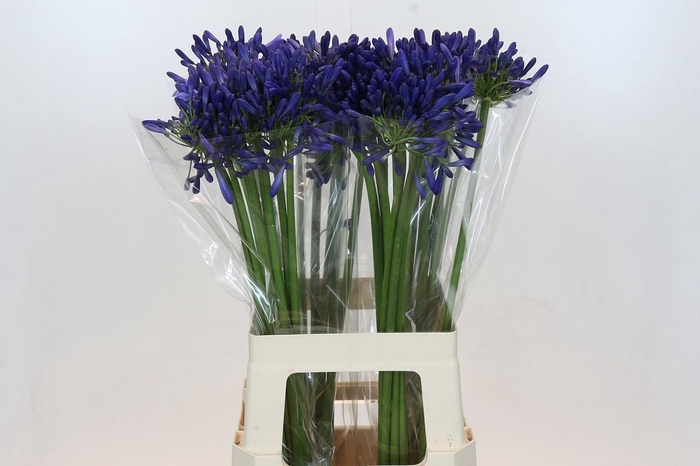 <h4>Agapanthus Intermedius</h4>