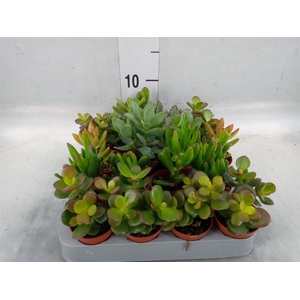 Crassula   ...mix