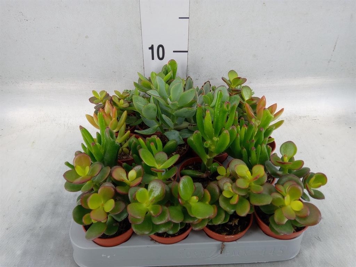 <h4>Crassula ...mix</h4>