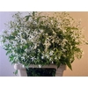 Gillenia Trifoliata