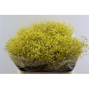 Gyps Grof Yellow (dip)
