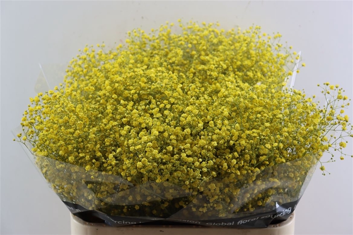 <h4>Gyps Grof Yellow (dip)</h4>