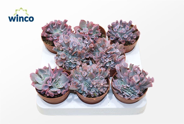 <h4>Echeveria Pinky Trumpet</h4>