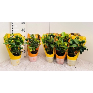Citrus Mix-Tray 2+ Var. mini-stem in sleeve
