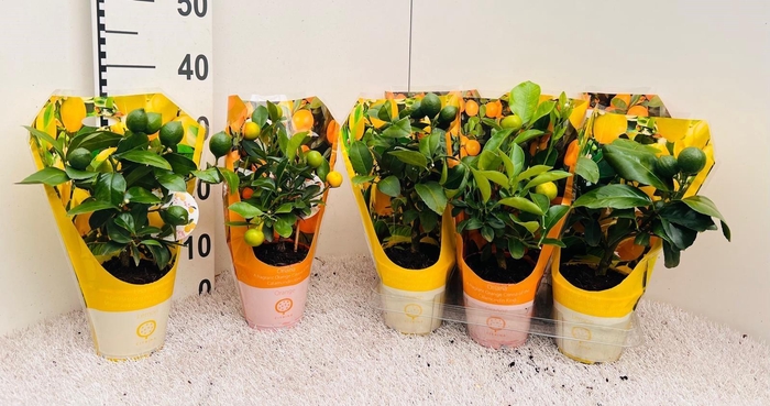 <h4>Citrus Mix-Tray 2+ Var. mini-stem in sleeve</h4>