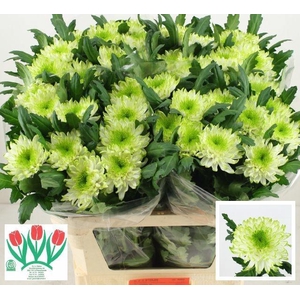 CHR G ZEMBLA LIME