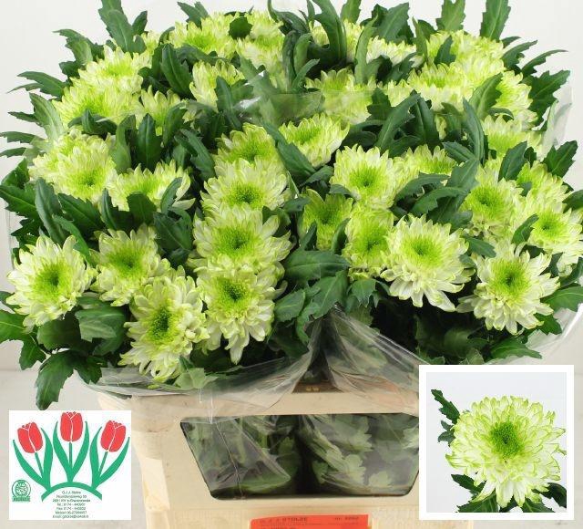 <h4>CHR G ZEMBLA LIME</h4>