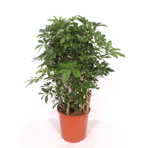 Schefflera arboricola 'Compacta'
