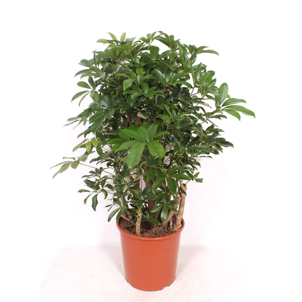 <h4>Schefflera arboricola 'Compacta'</h4>