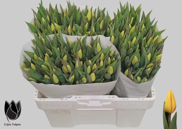 <h4>TU EN AVOCADO</h4>