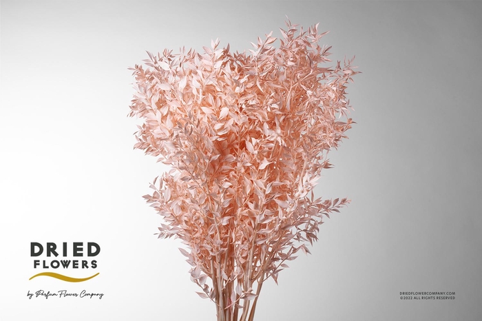 <h4>Dried Bleached Ruscus Salmon Pink</h4>