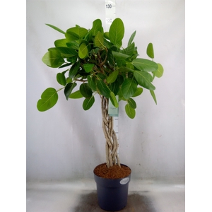Ficus benghalensis 'Audrey'