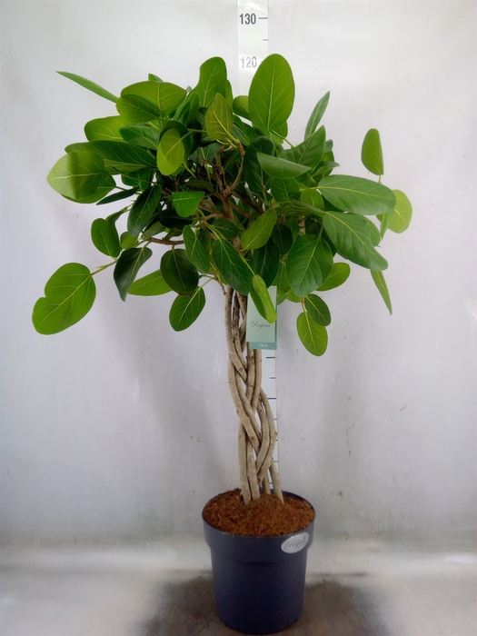 <h4>Ficus benghalensis 'Audrey'</h4>