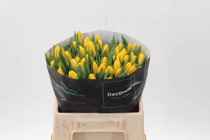 <h4>Tu En Lions Glory</h4>