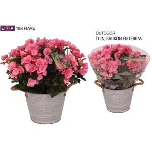 Begonia ''Betulia Candy'' Outdoor in Zink Sierpot
