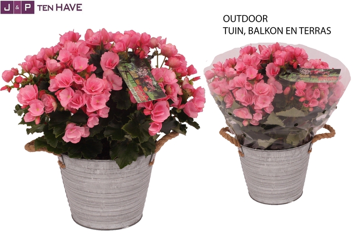 <h4>Begonia ''Betulia Candy'' Outdoor in Zink Sierpot</h4>