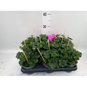 Pelargonium pelt.   ...