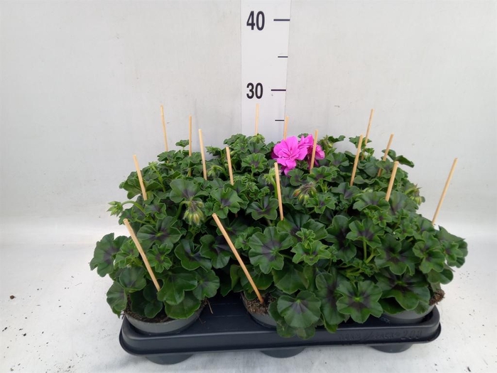 <h4>Pelargonium pelt.   ...</h4>