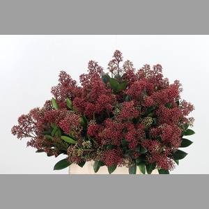 Skimmia Rubella