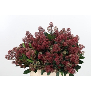 Skimmia Rubella