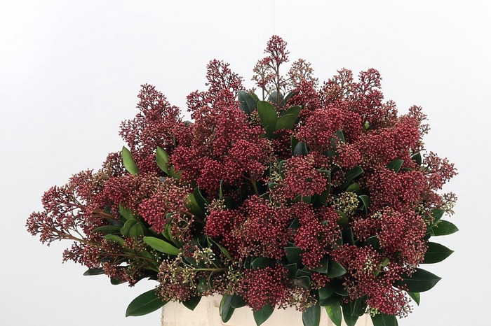 <h4>Skimmia Rubella</h4>