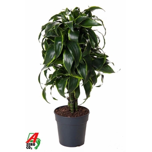 Dra Fr Dorado Vertakt