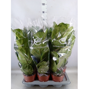 Ficus lyrata