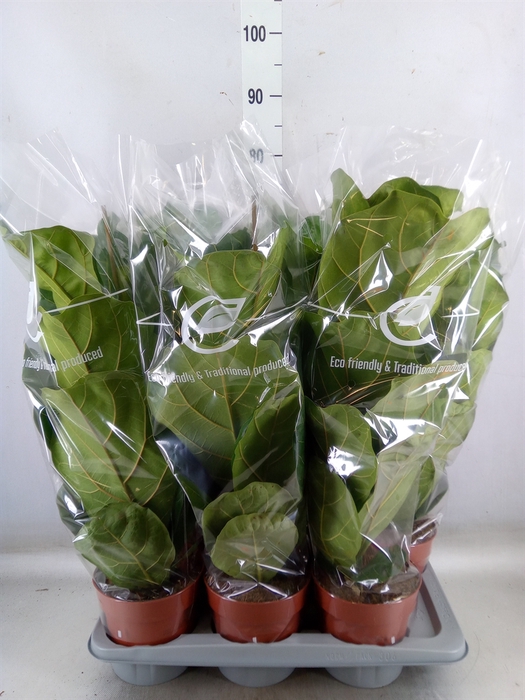 <h4>Ficus lyrata</h4>