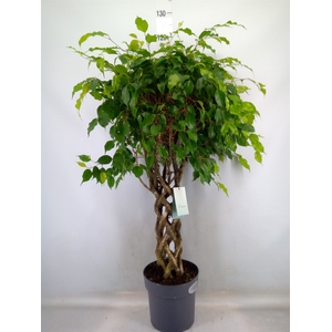 Ficus benja.   ...special shapes