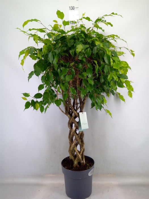 <h4>Ficus benja.   ...special shapes</h4>