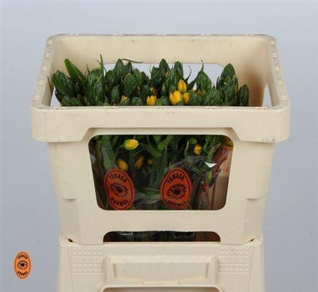 <h4>Ornit Db Yellow Asa</h4>