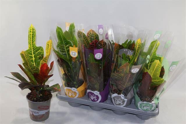 <h4>Codiaeum var. Excellent</h4>