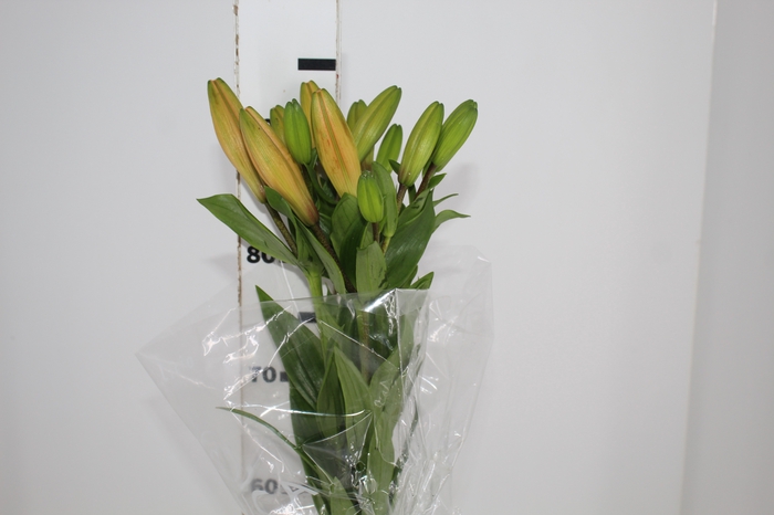 LIRIO HONESTY 090 CM HA 3/4 FLS