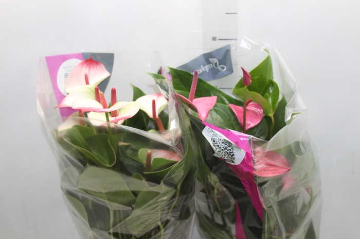 <h4>ANTHURIUM VARIADO P17</h4>