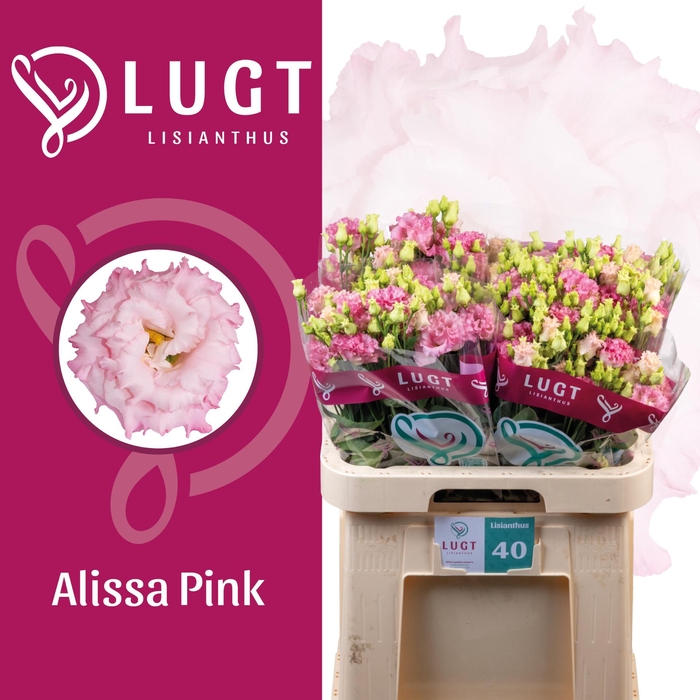 <h4>EUS G ALISSA PINK</h4>