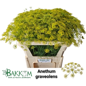 Anet Graveolens