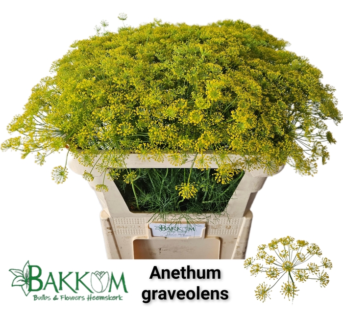 <h4>Anet Graveolens</h4>