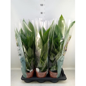 Spathiphyllum  'Vivaldi'