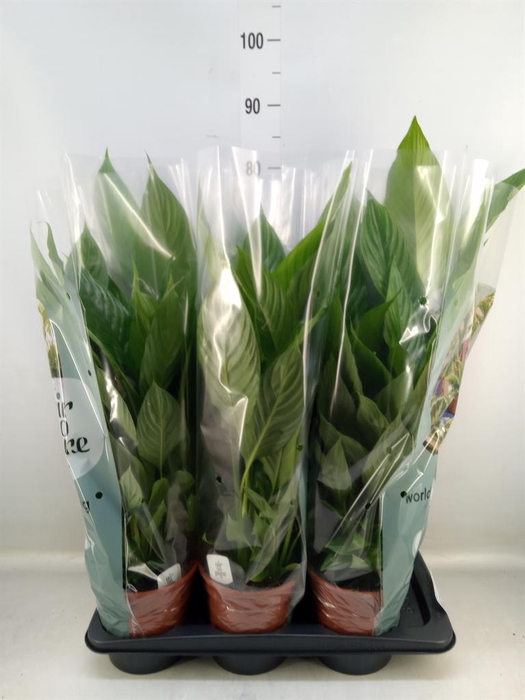 <h4>Spathiphyllum  'Vivaldi'</h4>