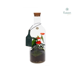 Green Bottle Fles Medium met Anthurium